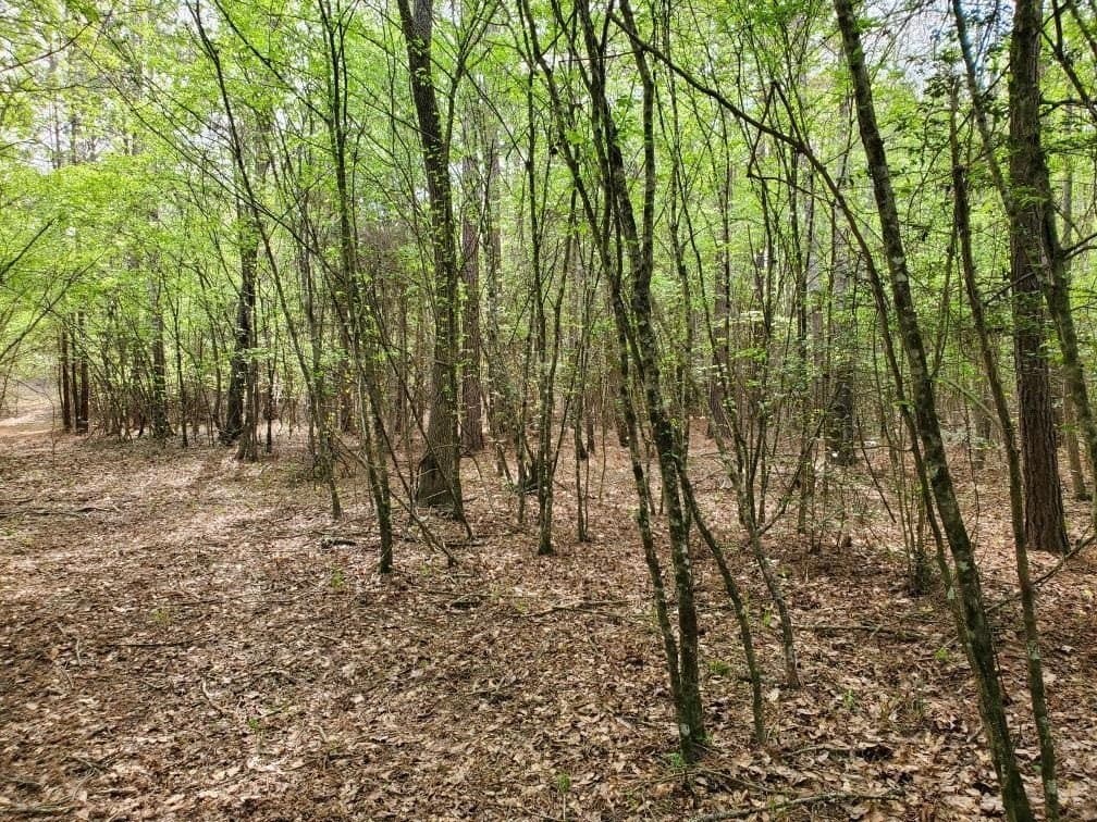111.09 acres in Marion County - photo 7