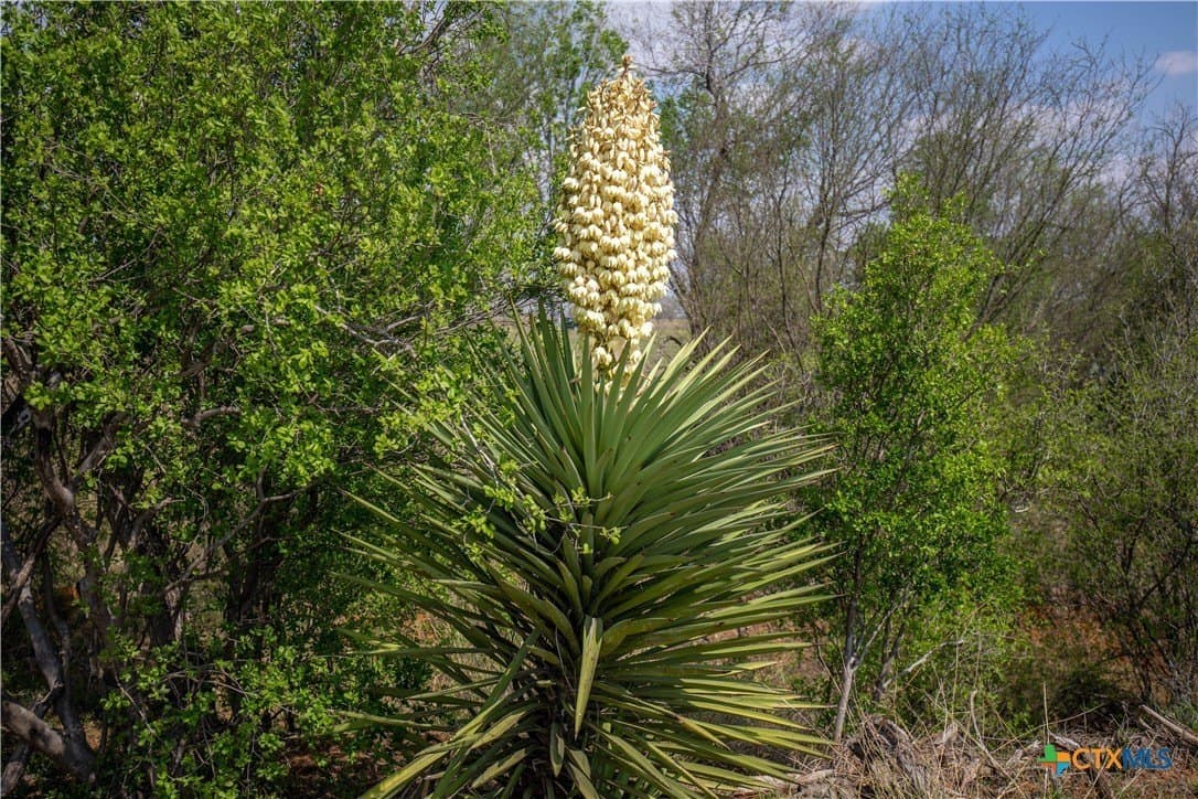 22.25 acres in Atascosa County - photo 31
