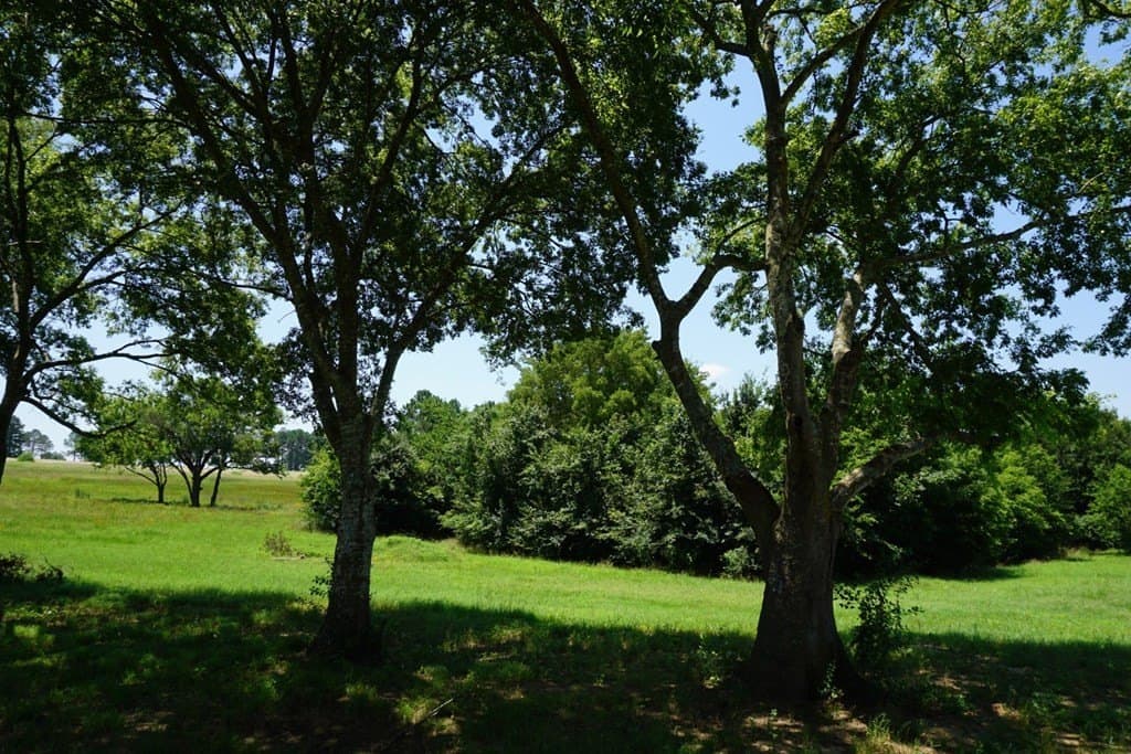 2.5 acres in HENDERSON County - photo 3