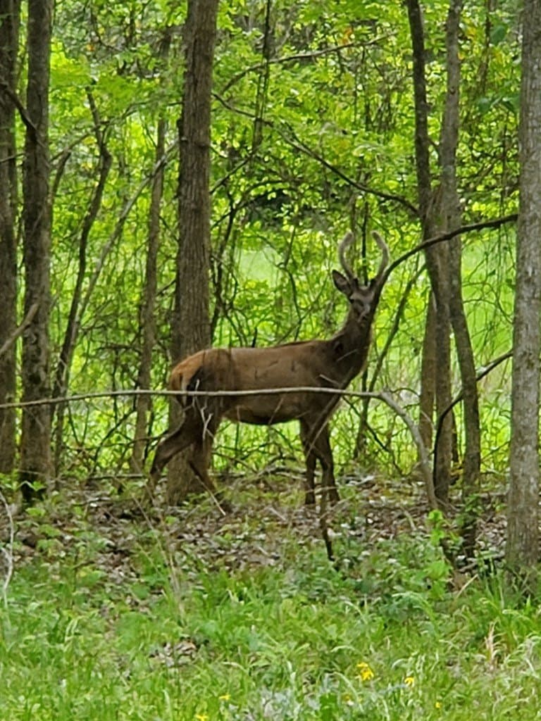 59.56 acres in Henderson County - photo 34
