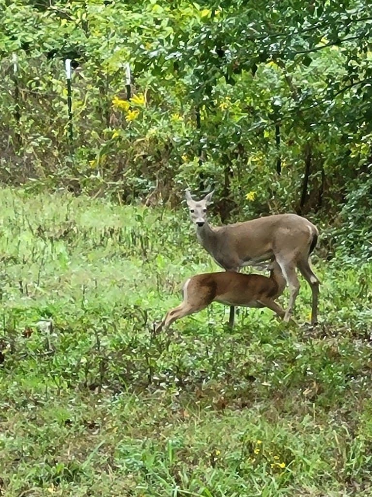 59.56 acres in Henderson County - photo 35