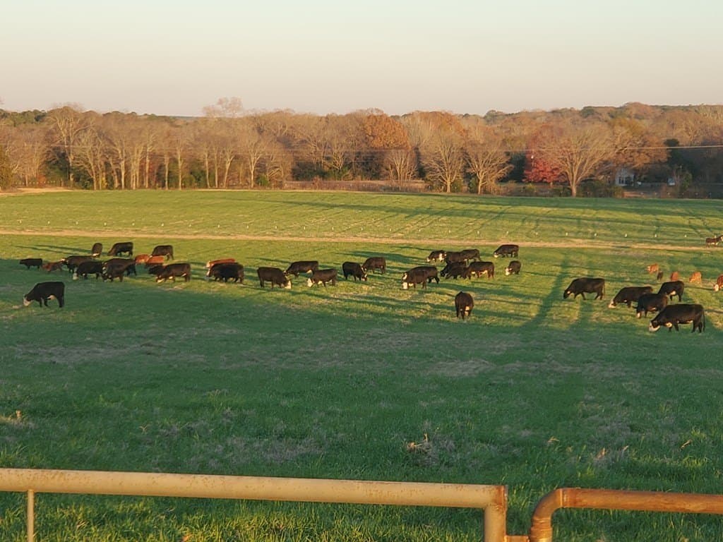 59.56 acres in Henderson County - photo 7