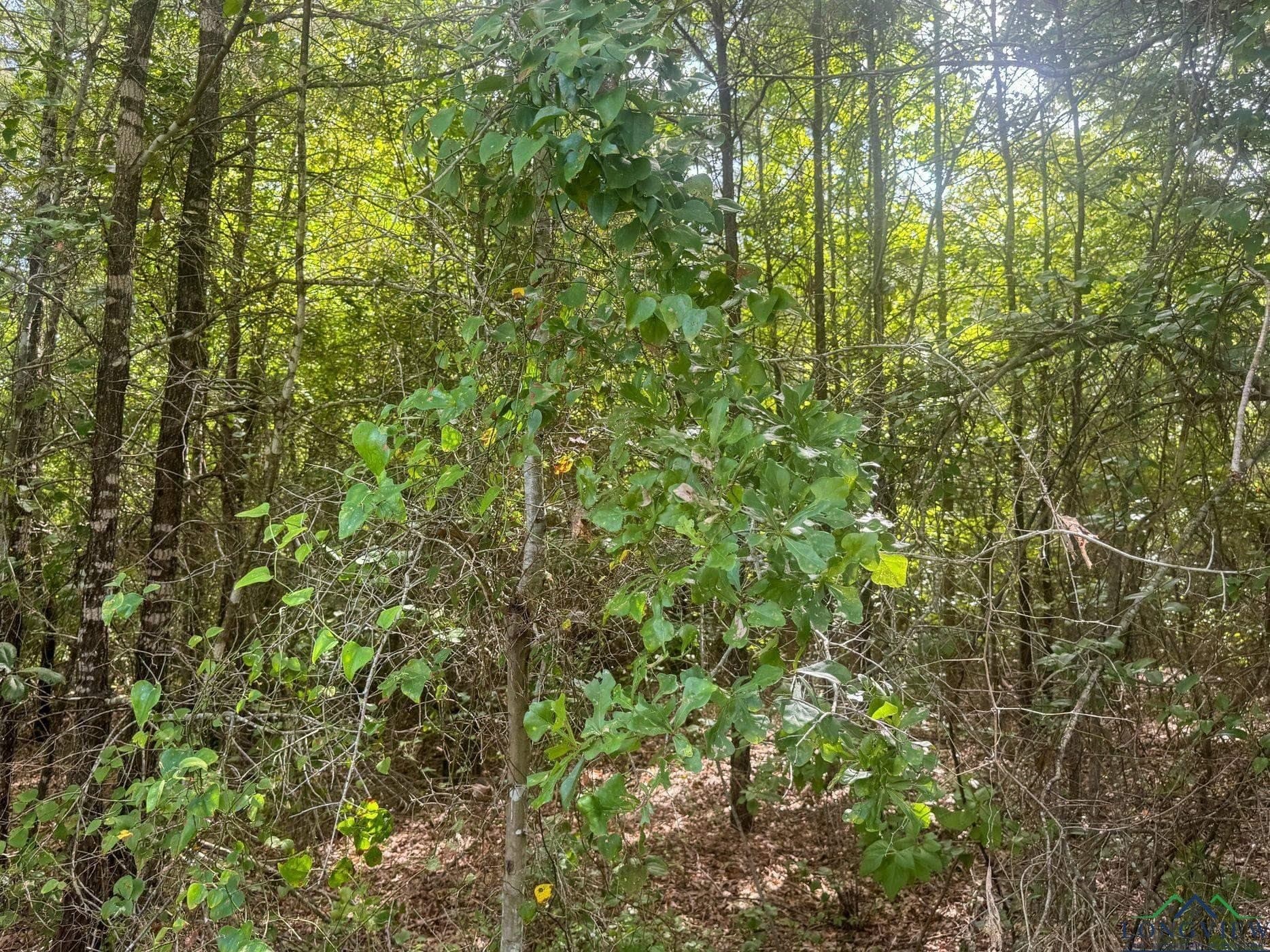 48.67 acres in Cass County - photo 14