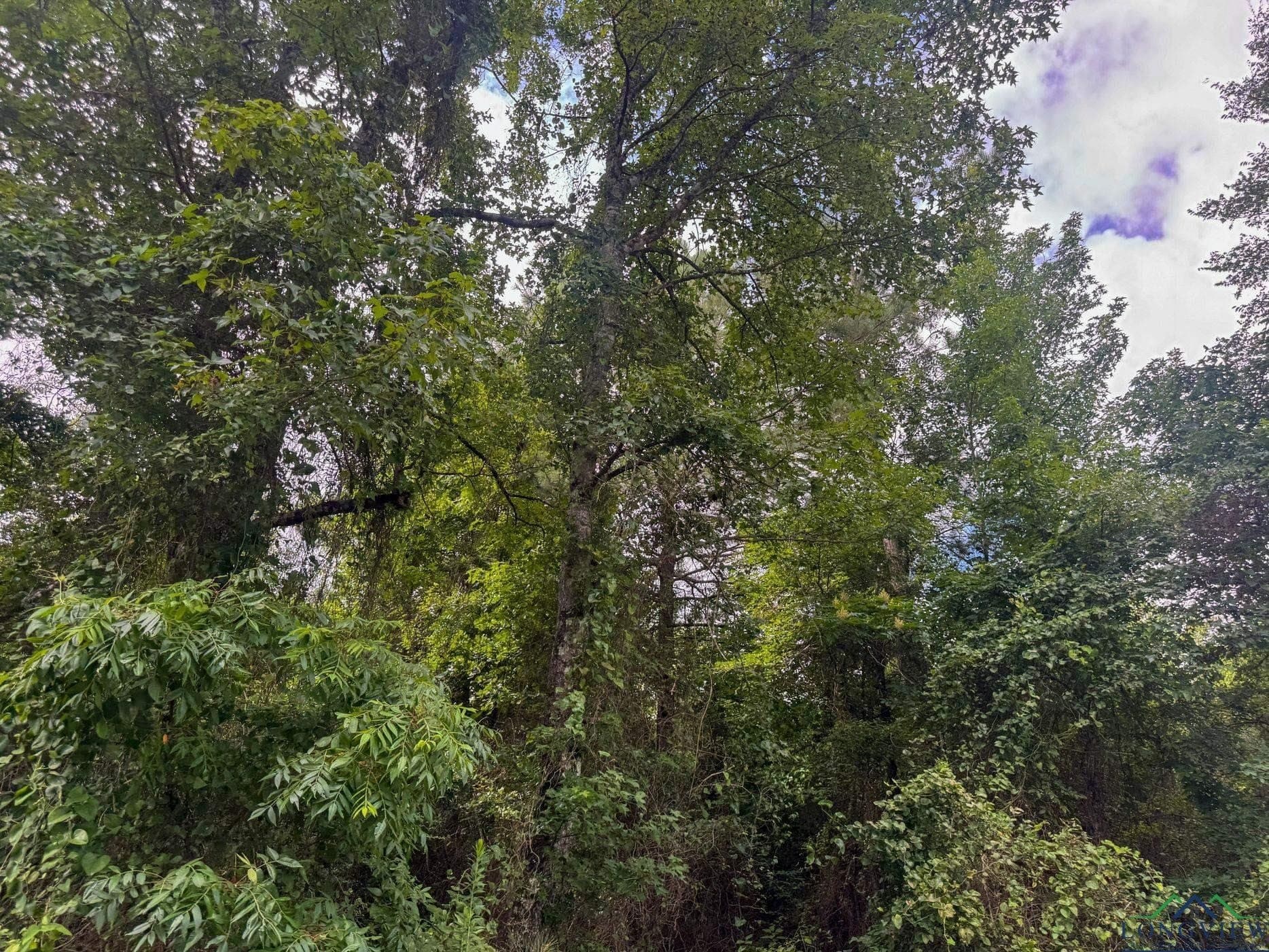 48.67 acres in Cass County - photo 10
