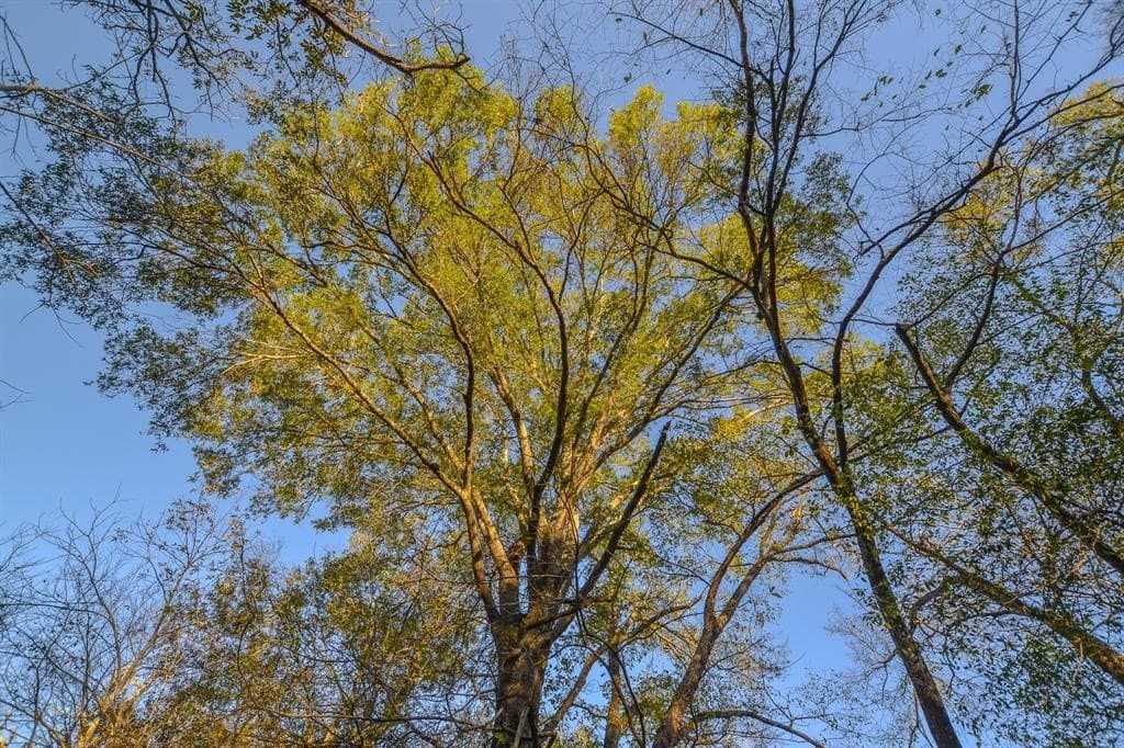 140 acres in Henderson County - photo 36