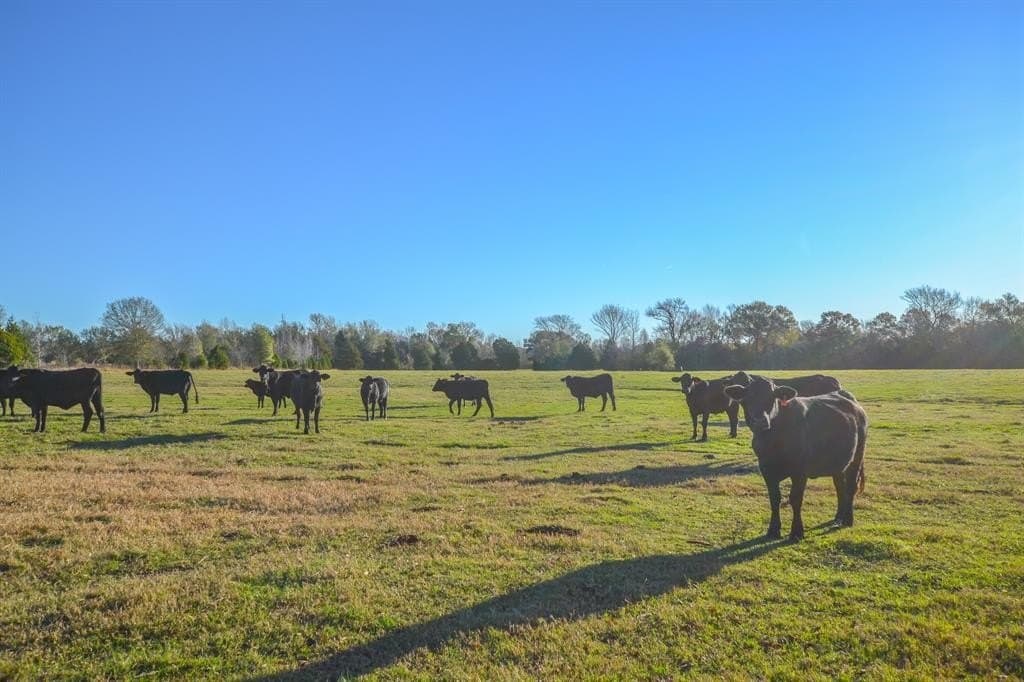 140 acres in Henderson County - photo 32