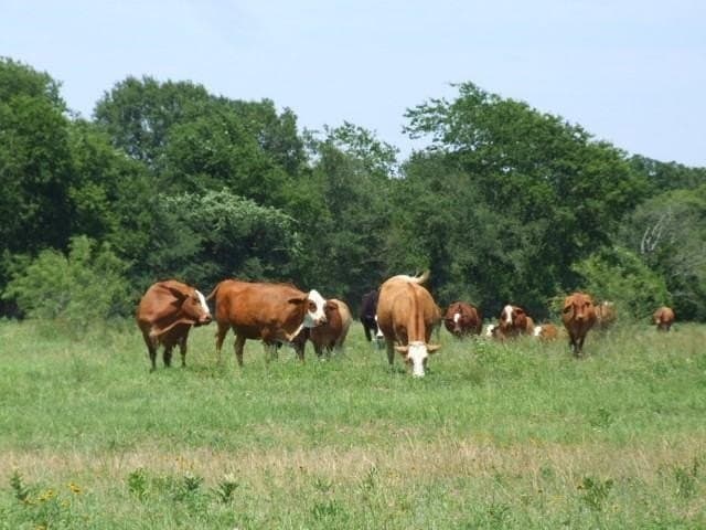 10.55 acres in Kaufman County - photo 8