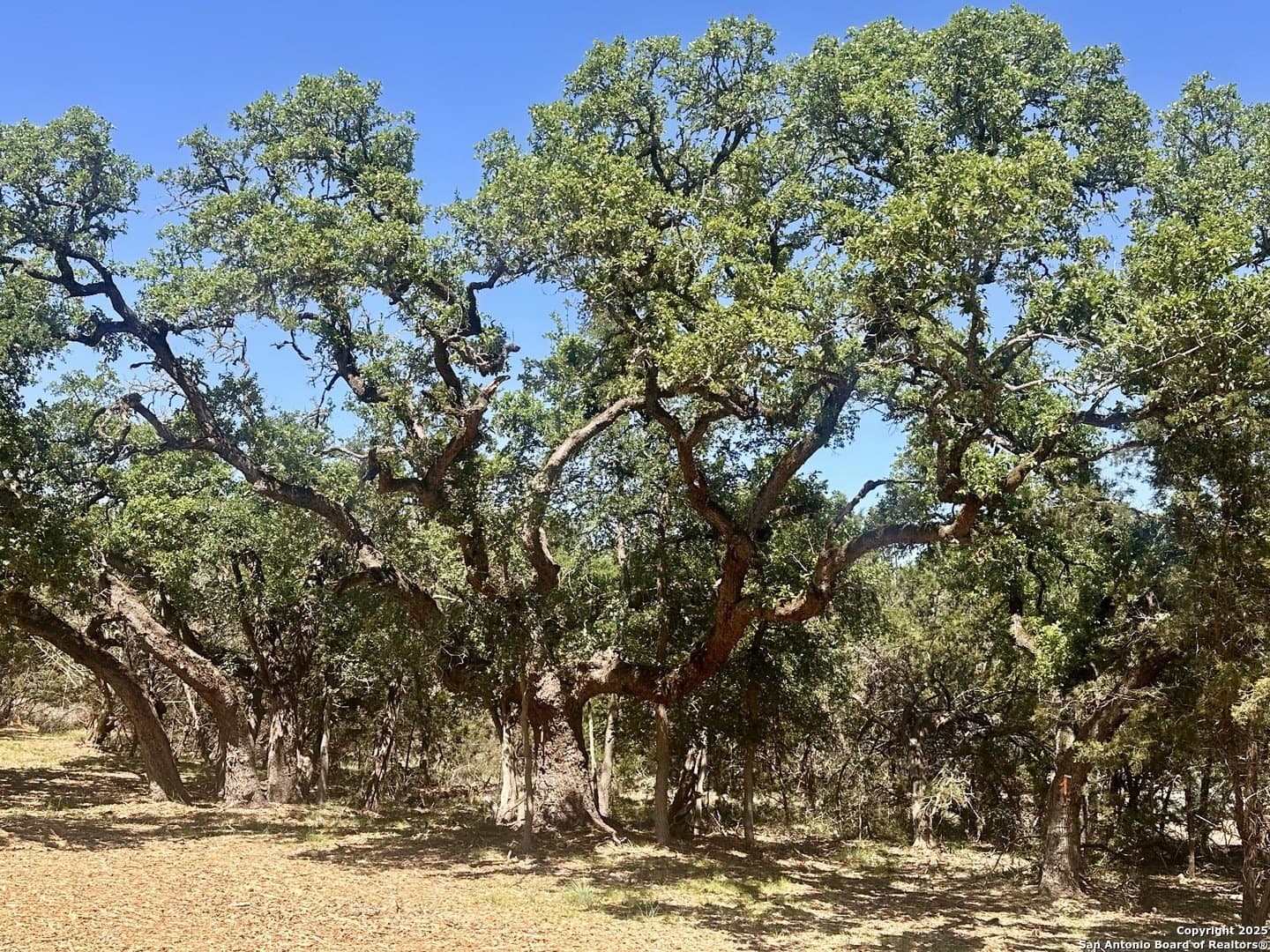 1.05 acres in Comal County - photo 6