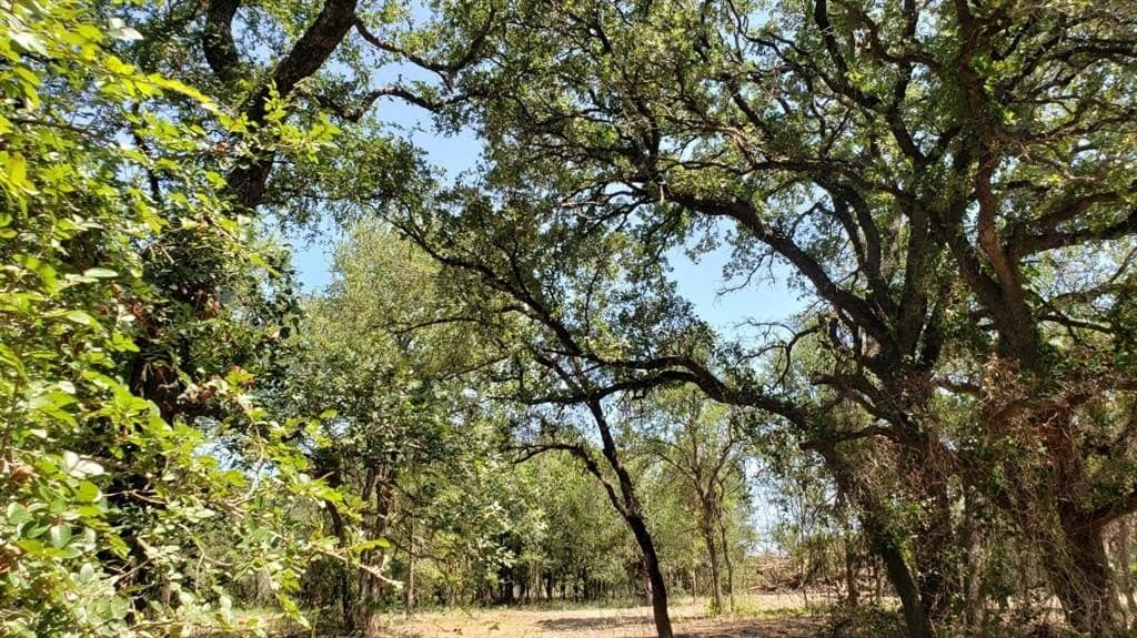 43.54 acres in Palo Pinto County - photo 19