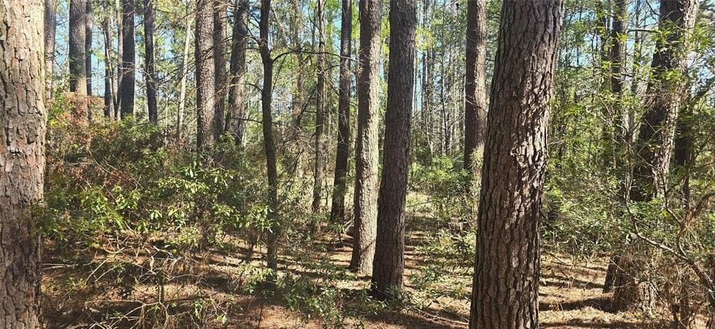 2.02 acres in Henderson County - photo 10