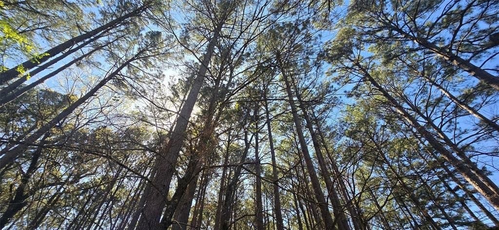 2.02 acres in Henderson County - photo 6