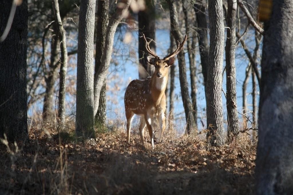 2.02 acres in Henderson County - photo 17