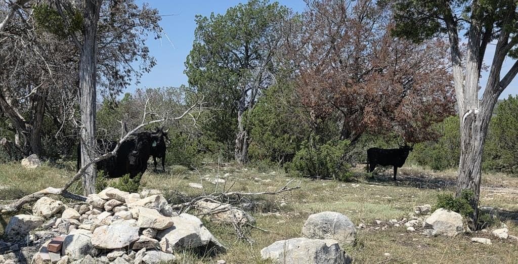 356.67 acres in Val Verde County - photo 41