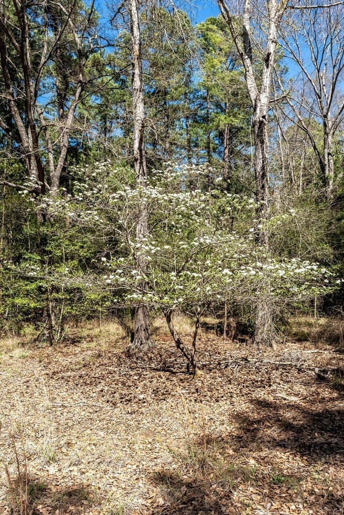 17.18 acres in ANDERSON County - photo 13