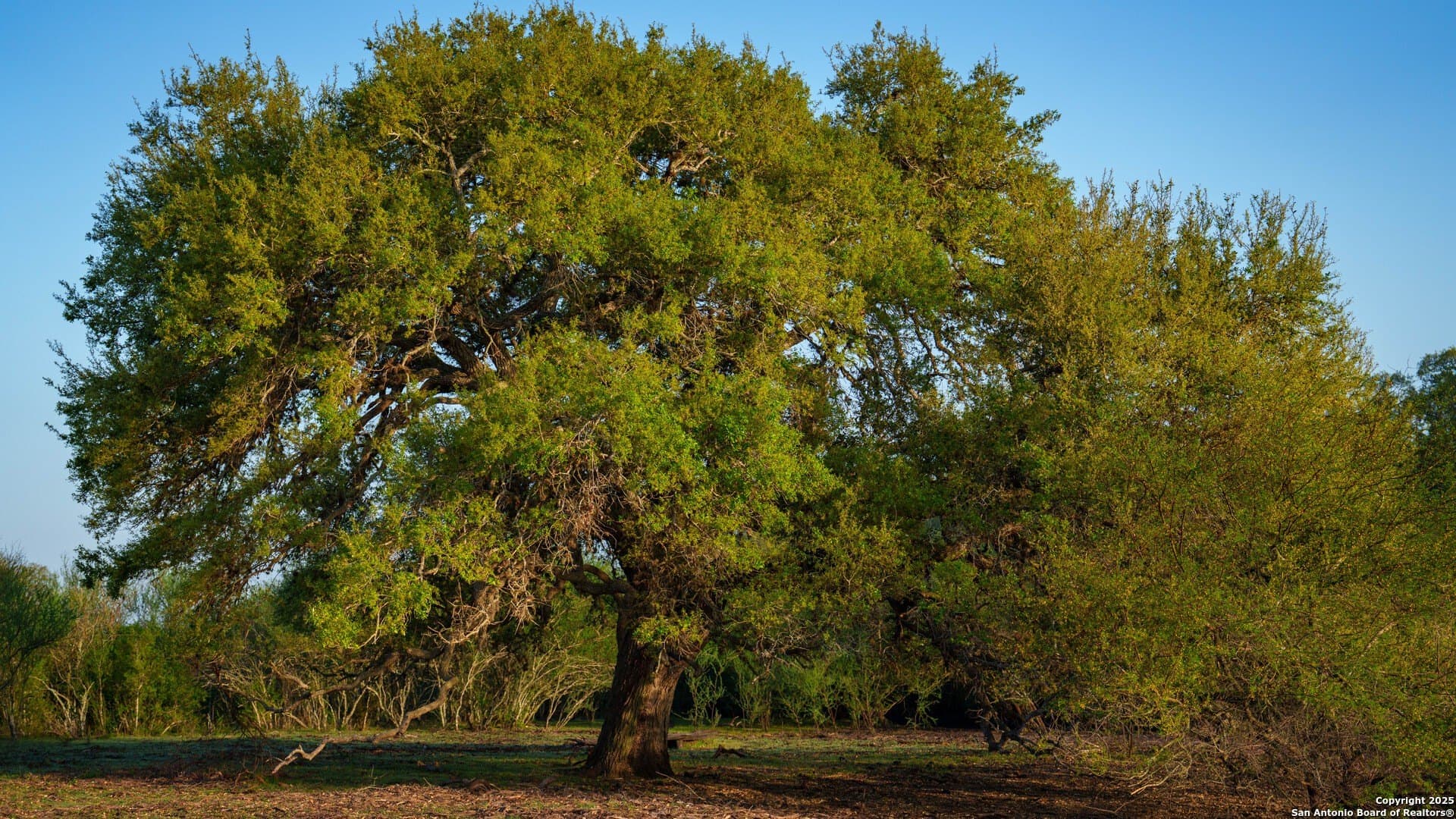 0 acres in Goliad County - photo 19