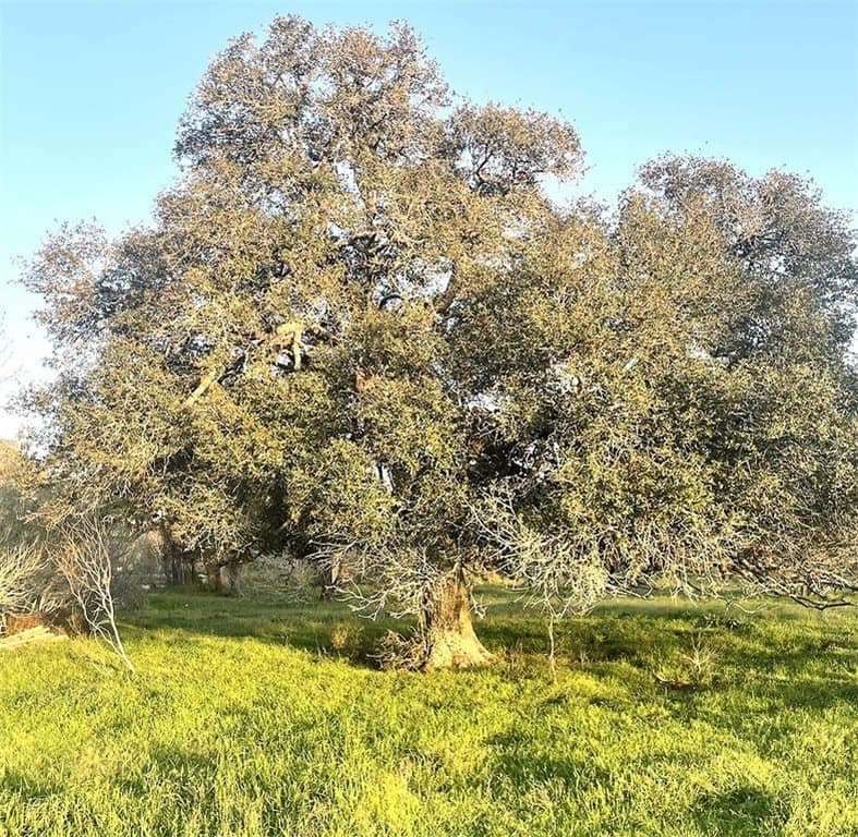 7.5 acres in Fayette County - photo 12