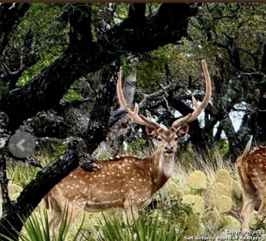 300.53 acres in Schleicher County - photo 4