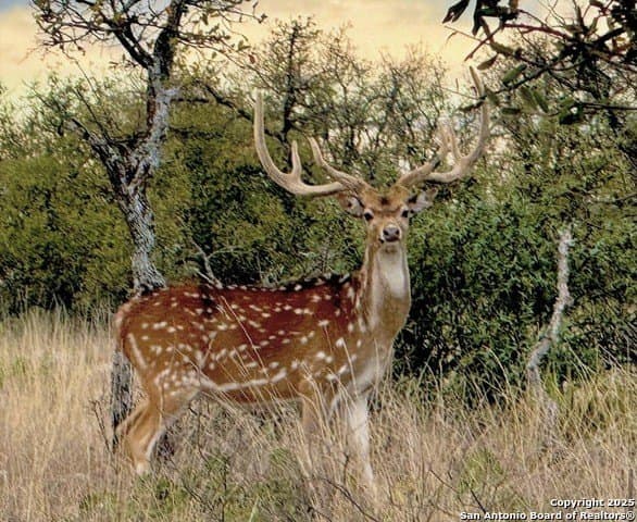 300.53 acres in Schleicher County - photo 21