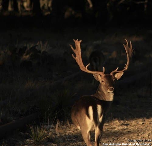 300.53 acres in Schleicher County - photo 22