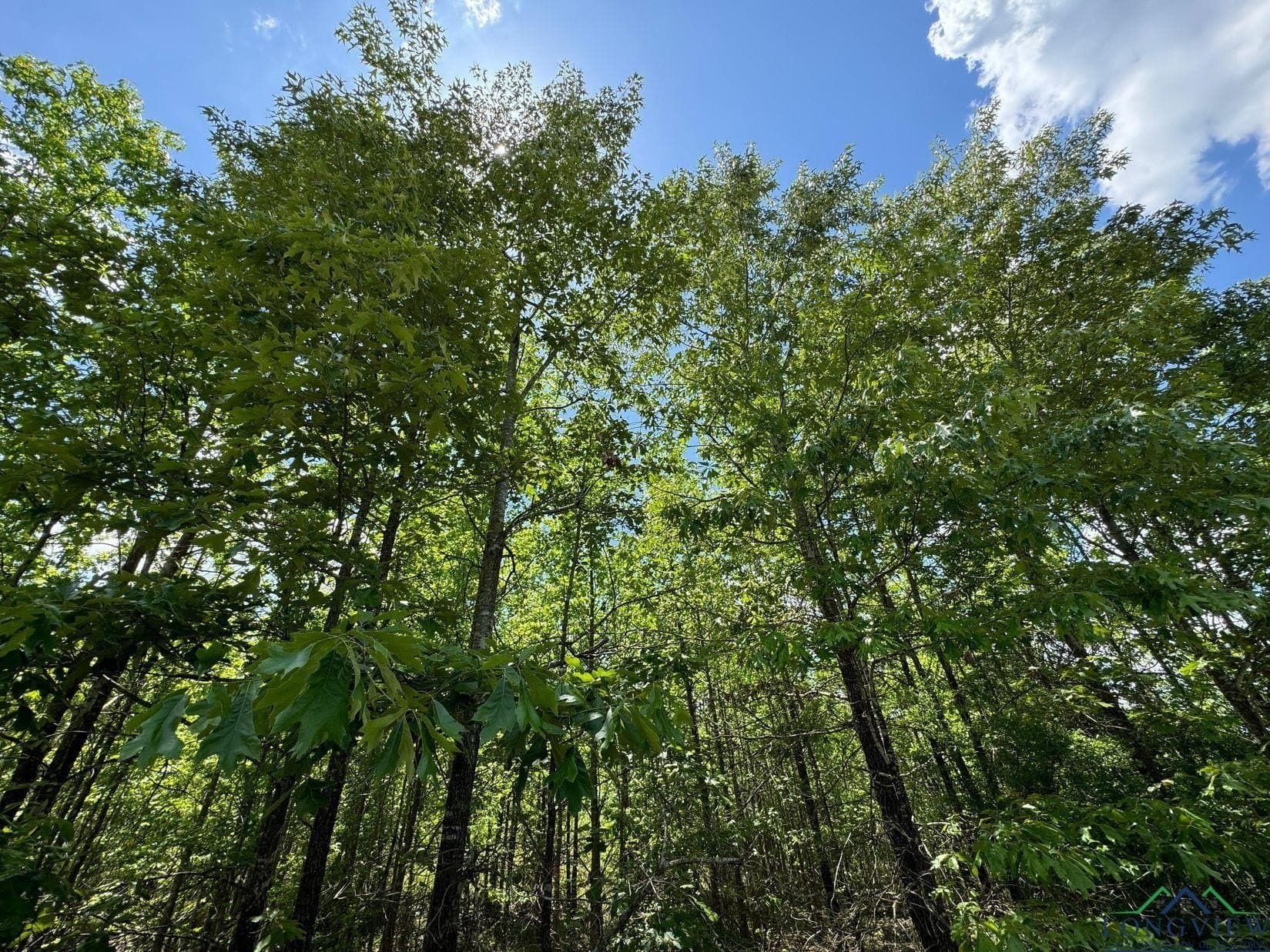 8.24 acres in Cass County - photo 12