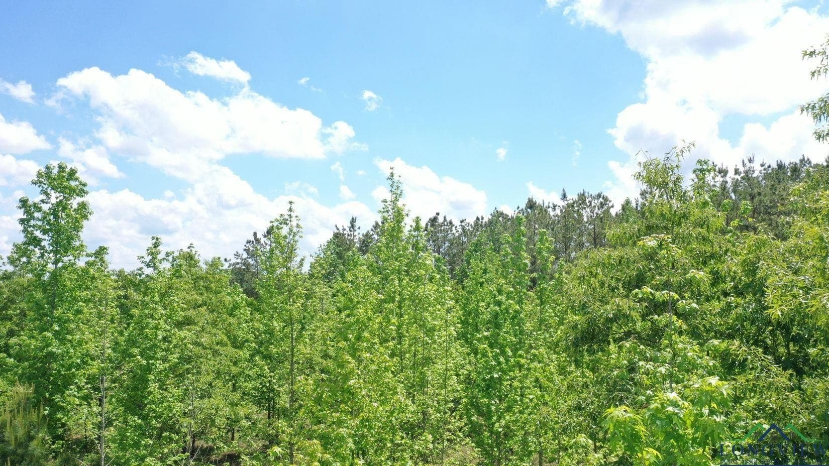 8.24 acres in Cass County - photo 2