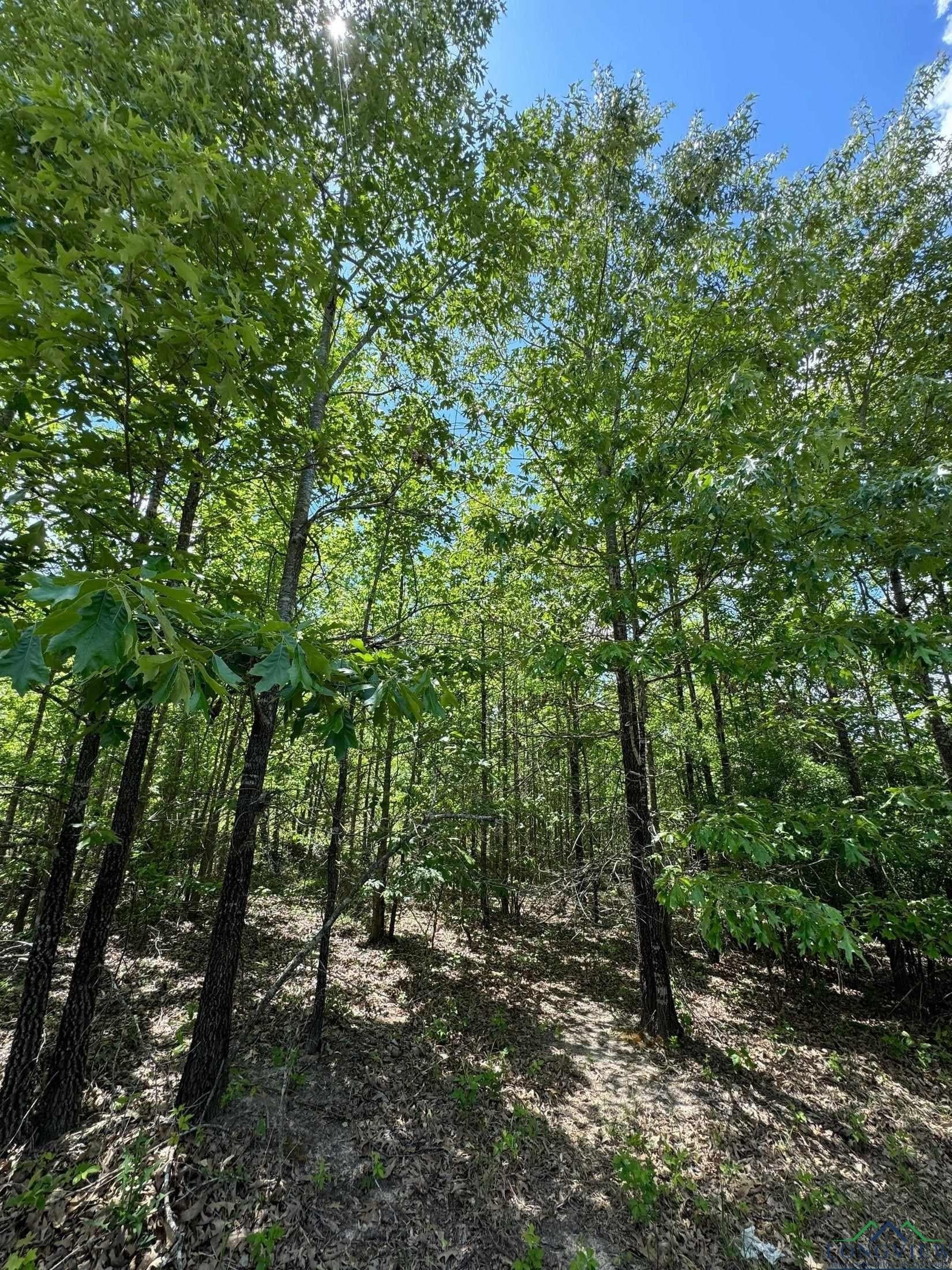 8.24 acres in Cass County - photo 16