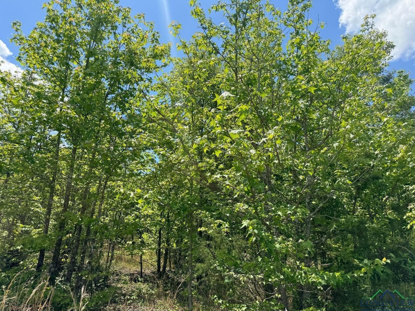 8.24 acres in Cass County - photo 9