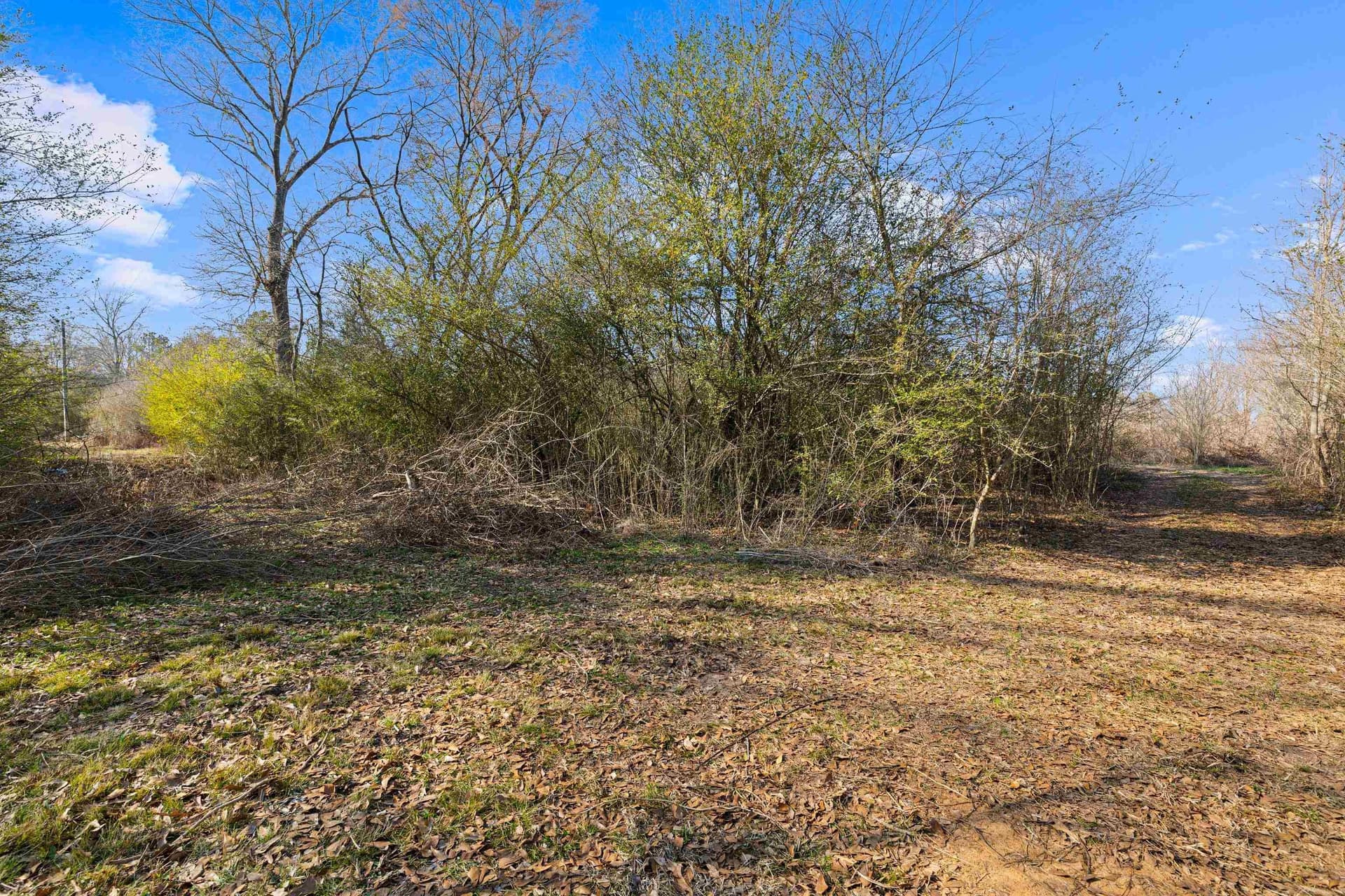 24 acres in Shelby County - photo 11