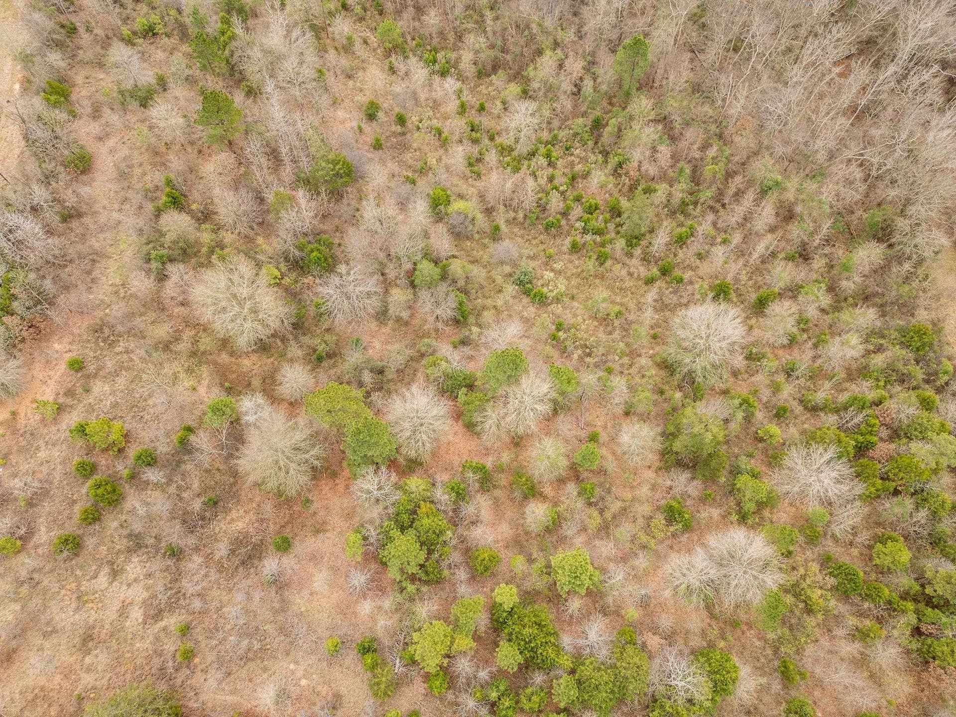 10 acres in Texas County - photo 5