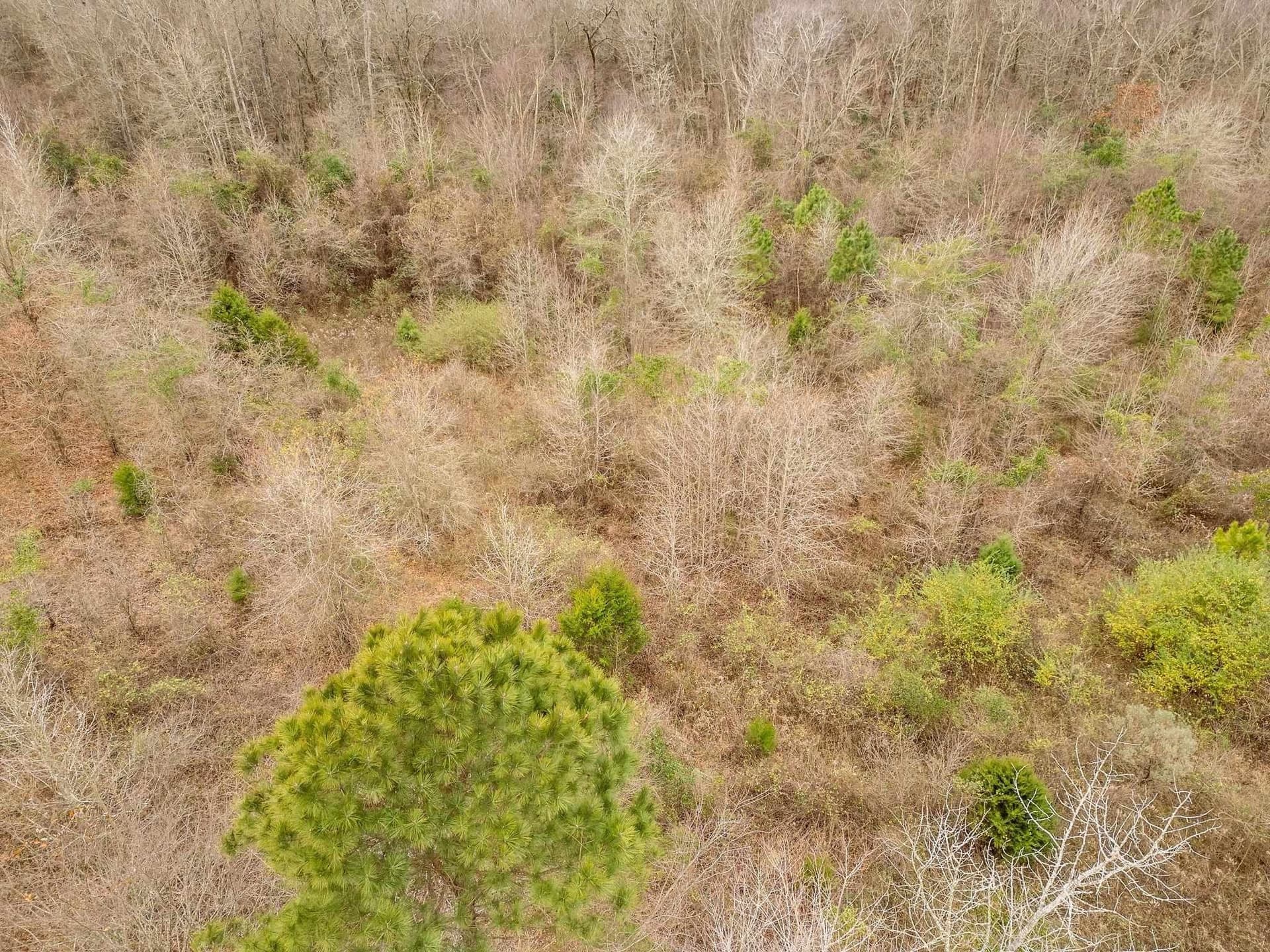 10 acres in Texas County - photo 8