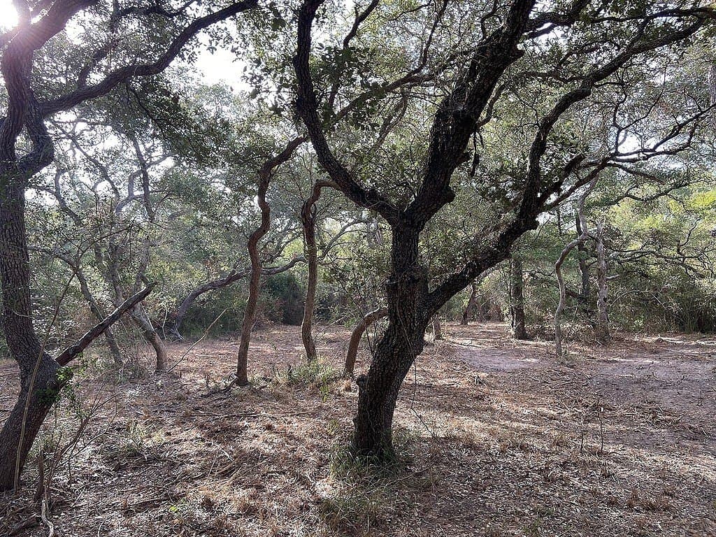 22.87 acres in Colorado County - photo 6