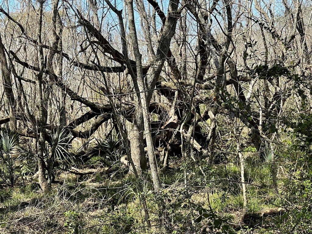 6.36 acres in Texas County - photo 7
