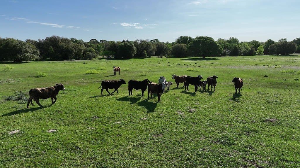 254 acres in Lee County - photo 16