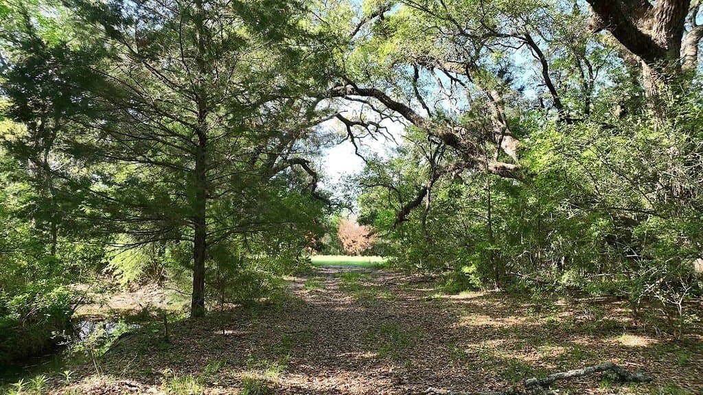 254 acres in Lee County - photo 4
