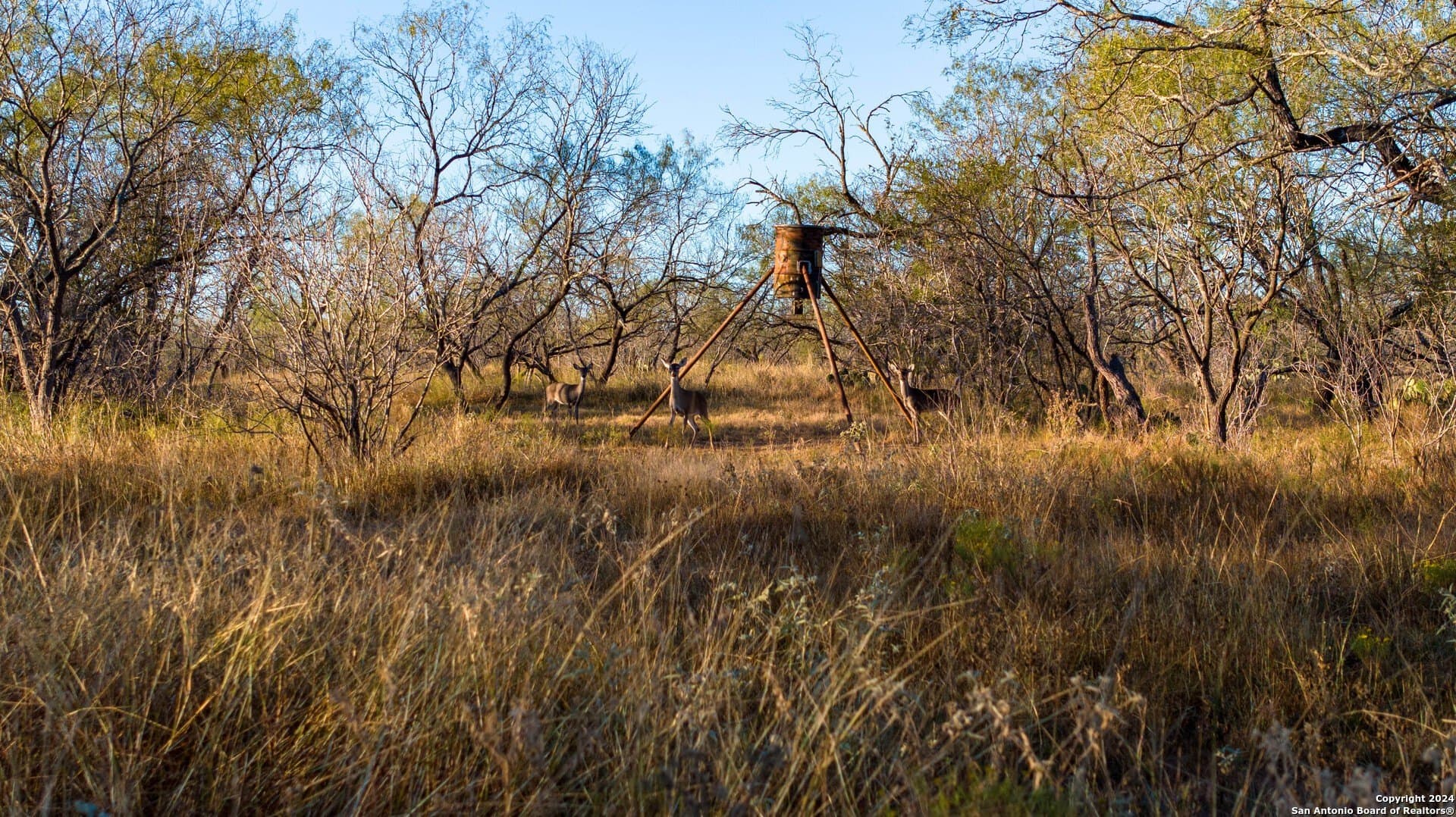 164 acres in Guadalupe County - photo 12