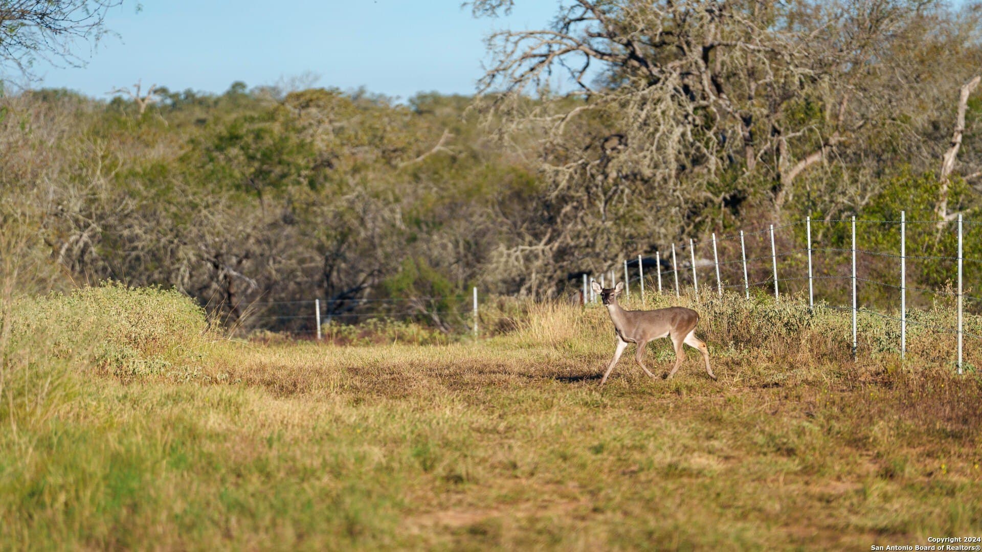164 acres in Guadalupe County - photo 5