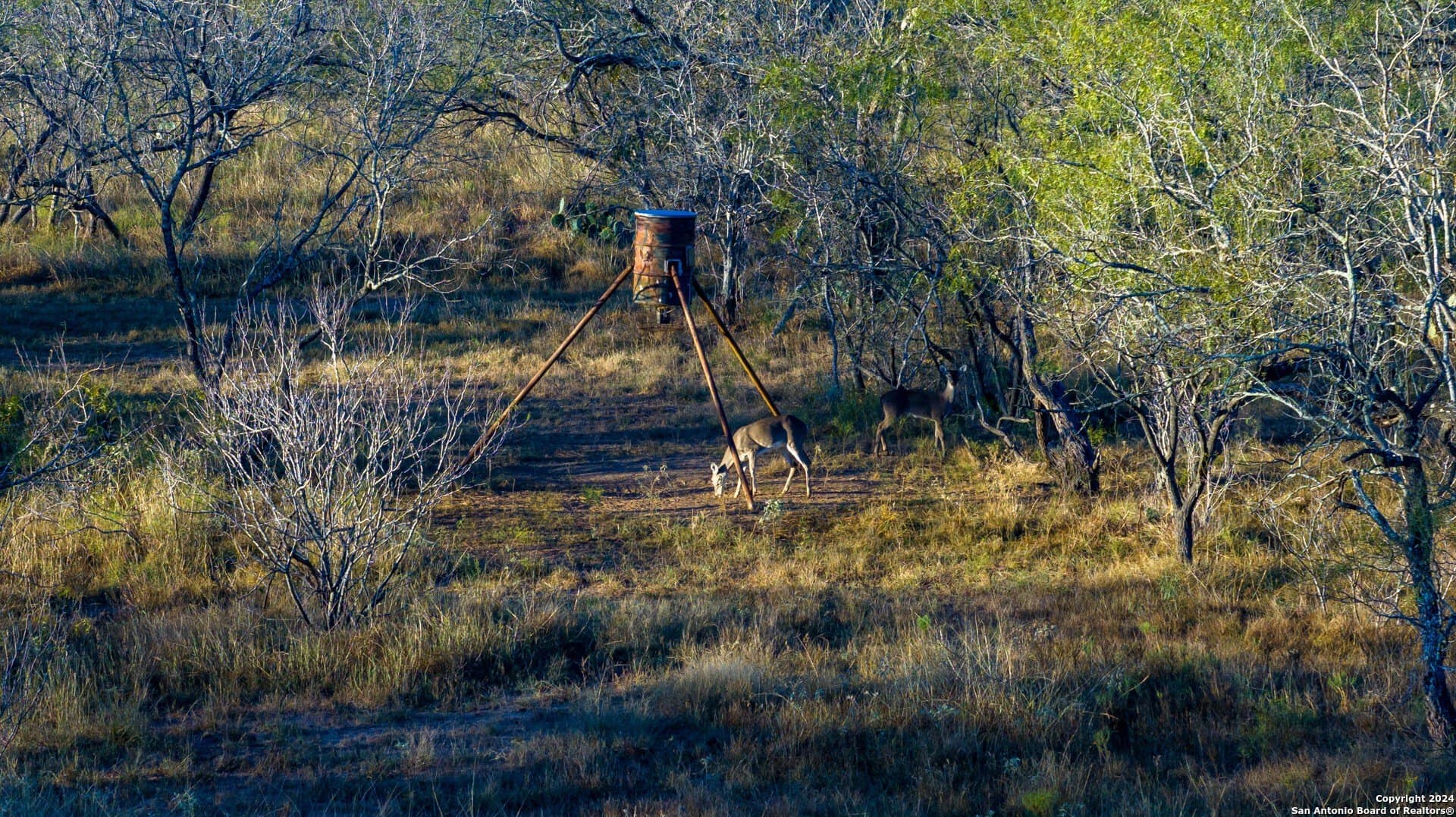 164 acres in Guadalupe County - photo 11