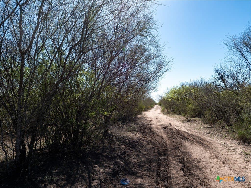 145 acres in Live Oak County - photo 5