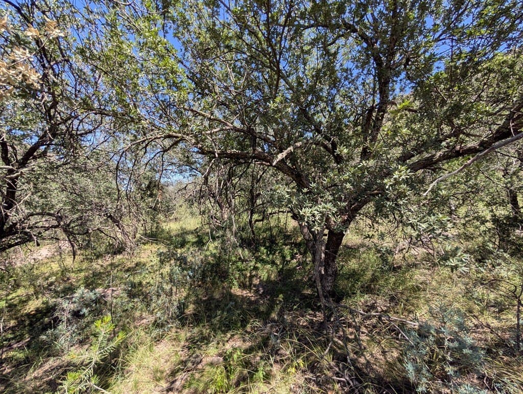 5.19 acres in Jeff Davis County - photo 7