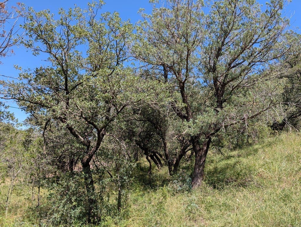 5.19 acres in Jeff Davis County - photo 5