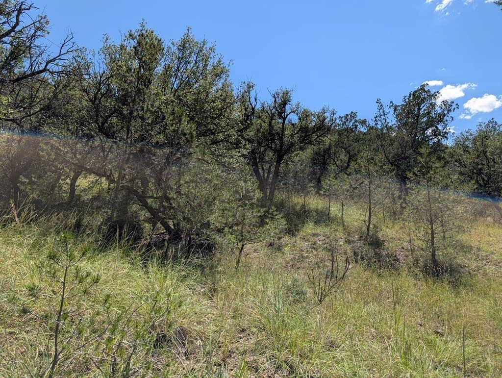 5.19 acres in Jeff Davis County - photo 4