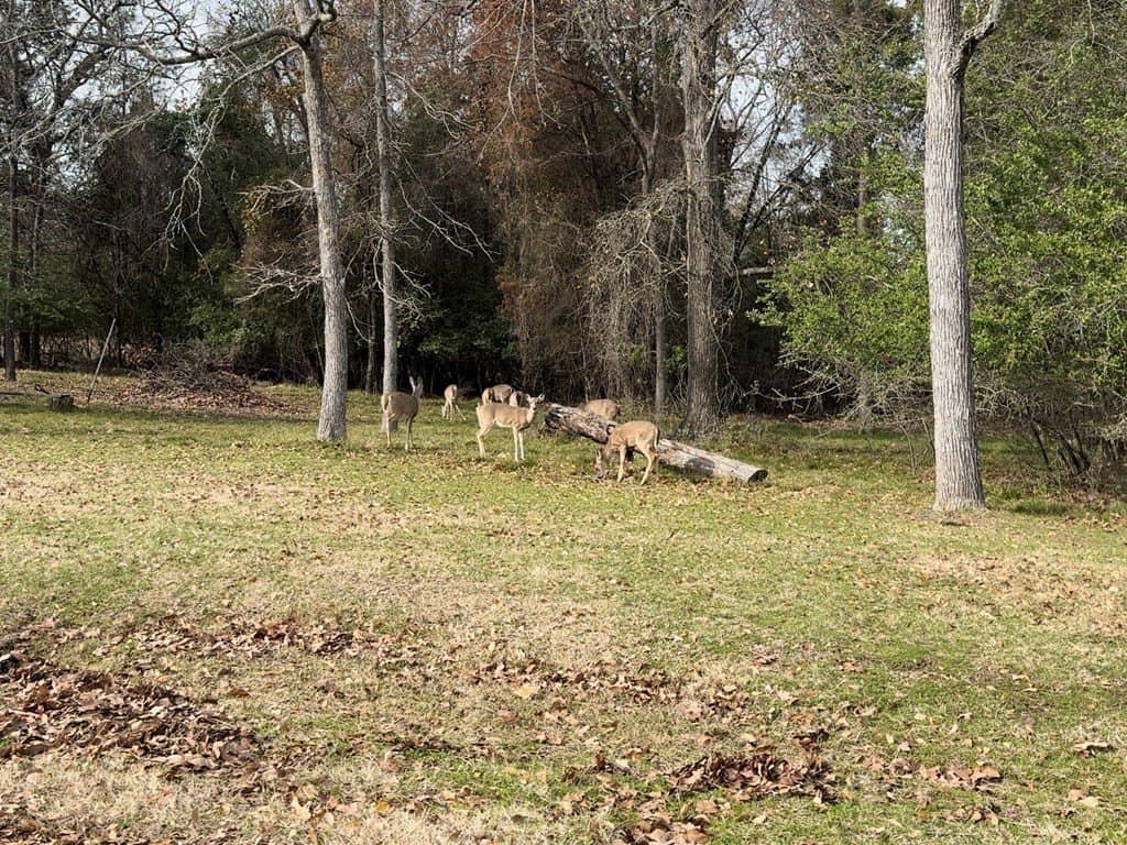 0.16 acres in Henderson County - photo 22