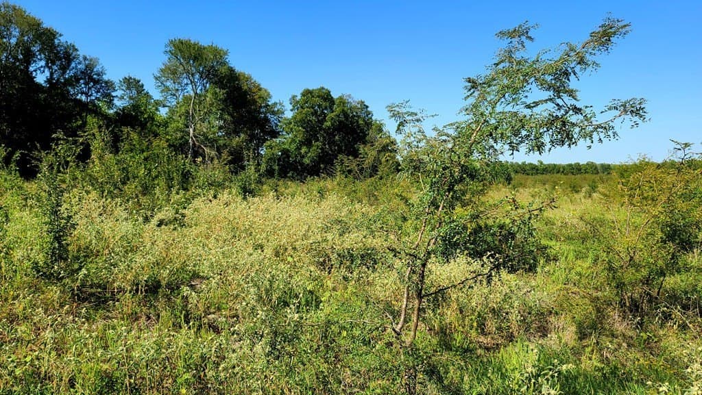 10.26 acres in Hopkins County - photo 5