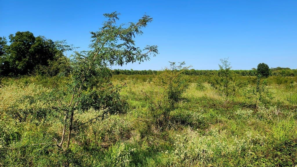 10.26 acres in Hopkins County - photo 6