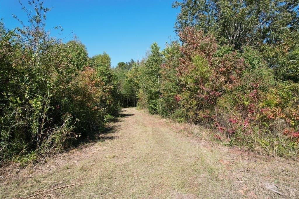 34.7 acres in Angelina County - photo 5