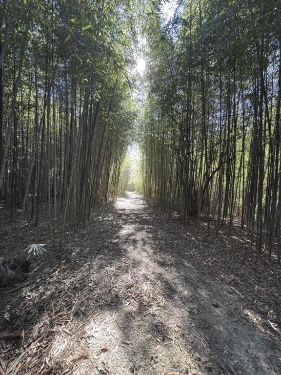 34.7 acres in Angelina County - photo 33