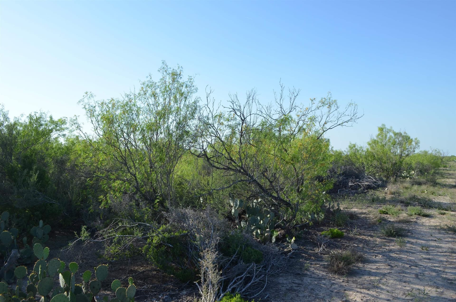 10.35 acres in WEBB County - photo 13