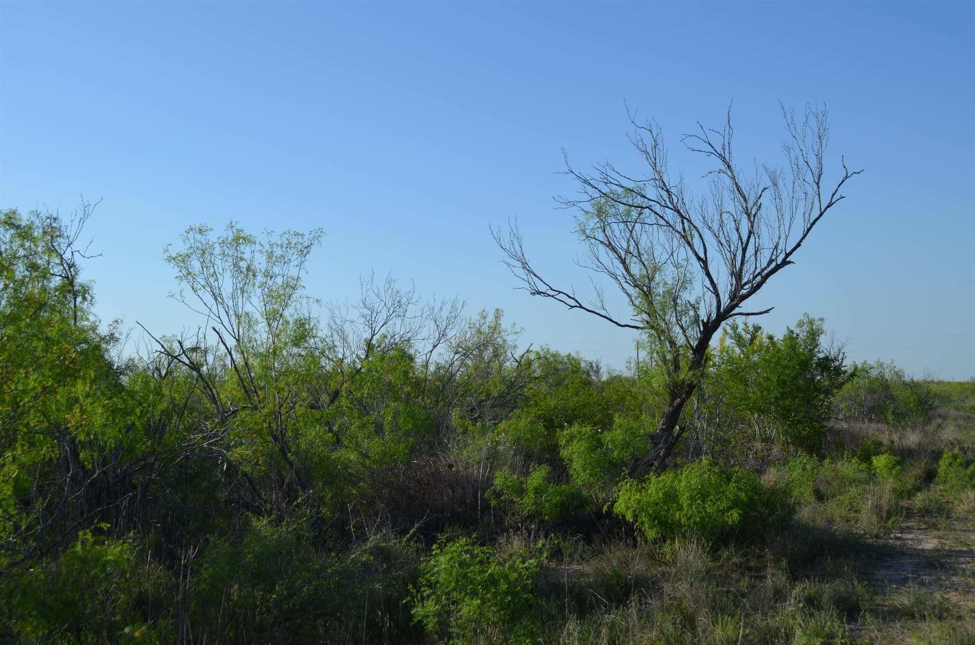 10.35 acres in WEBB County - photo 15