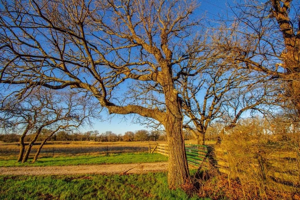 49.54 acres in Montague County - photo 5