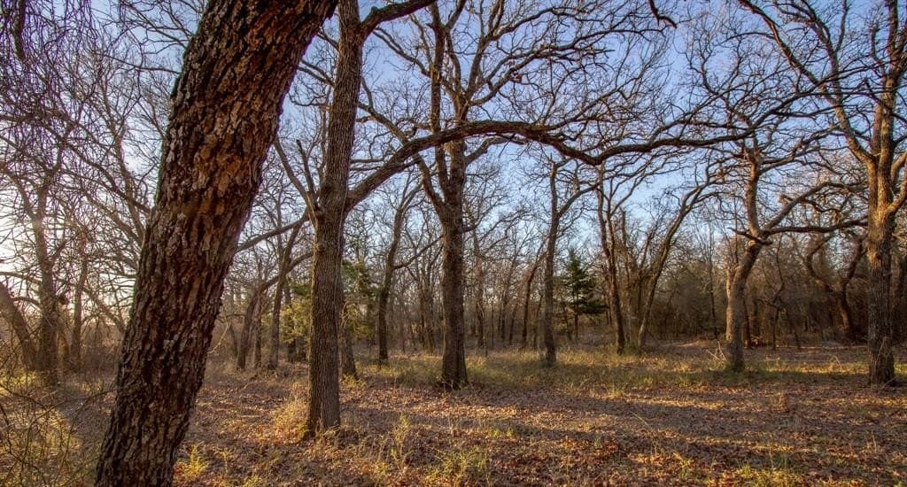 49.54 acres in Montague County - photo 27